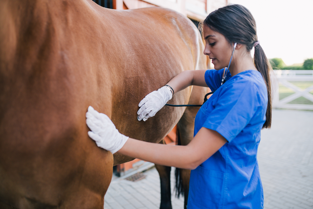 What Degree Does An Equine Veterinarian Need