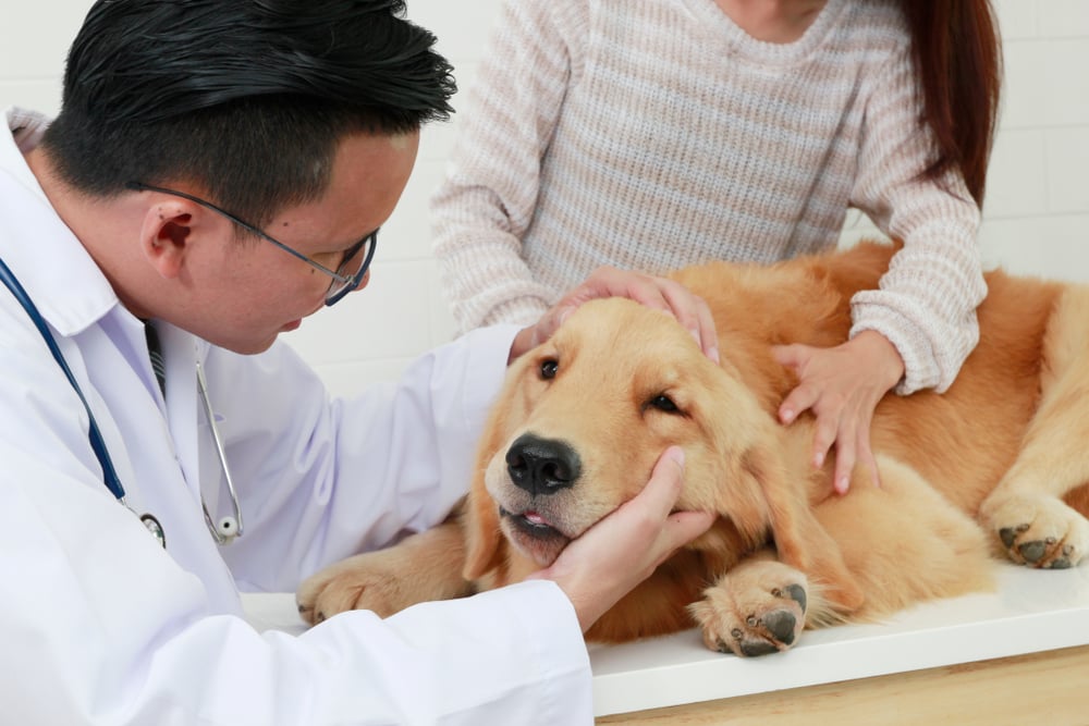 mercado de trabalho medicina veterinaria-1